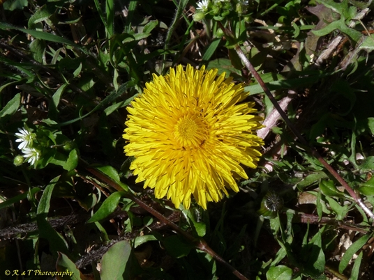 {Taraxacum officinale}